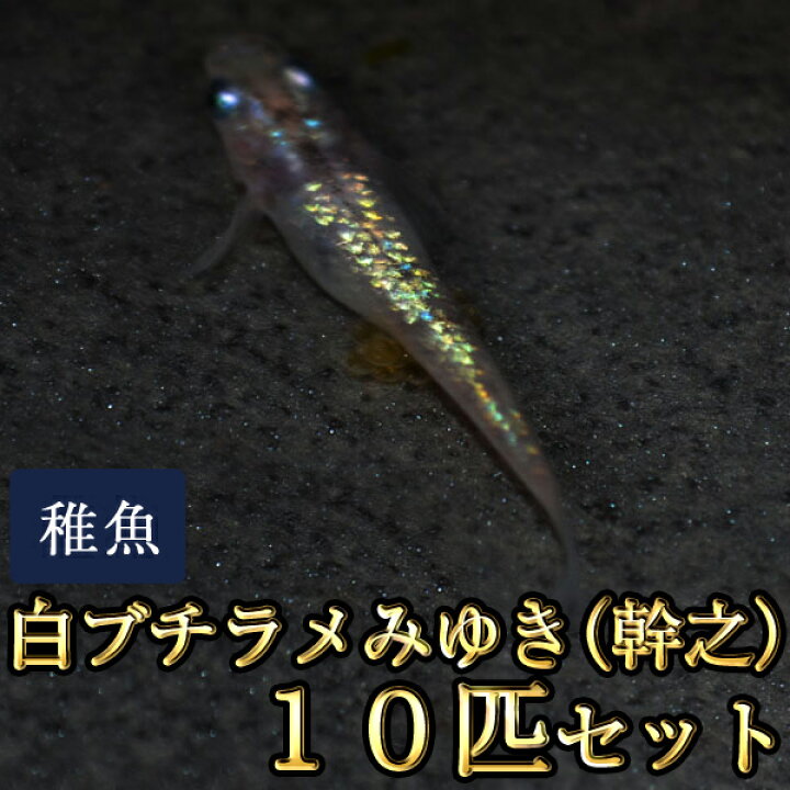 楽天市場 白ブチラメみゆき 幹之 めだか 虹色ラメ 未選別 稚魚 Ss Sサイズ 10匹セット 白ブチラメみゆき 幹之 メダカ めだか 物語楽天市場店