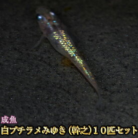 楽天市場 めだか物語 メダカの通販