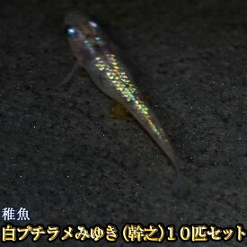 楽天市場 みゆき めだか 稚魚の通販