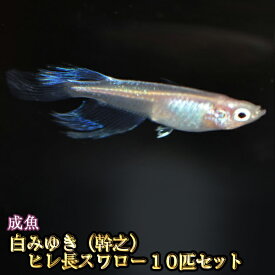 楽天市場 白 メダカの通販