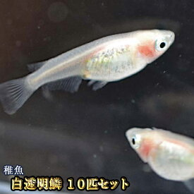 楽天市場 紅 メダカの通販