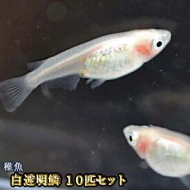 【限定大特価】白透明鱗めだか 未選別 稚魚 SS～Sサイズ 10匹セット / 白透明鱗メダカ / 紅ほっぺ