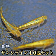 サンシャインめだか 未選別 稚魚 SS〜Sサイズ 10匹セット / サンシャインメダカ