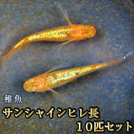 サンシャインヒレ長めだか 未選別 稚魚 SS〜Sサイズ 10匹セット / サンシャインヒレ長メダカ