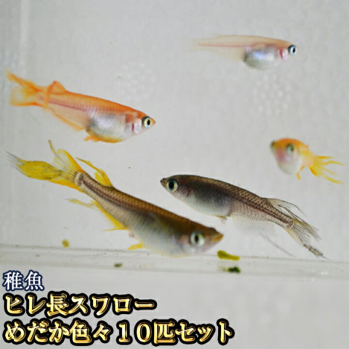 楽天市場 限定大特価 送料無料 ヒレ長スワローめだか色々お楽しみ 未選別 稚魚 Ss Sサイズ 10匹セット ヒレ長スワローメダカ 沖縄は別途送料必要 めだか物語楽天市場店