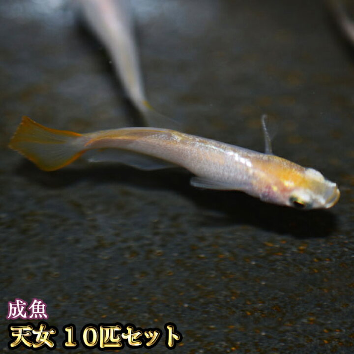 楽天市場 天女めだか 10匹セット 天女メダカ めだか物語楽天市場店