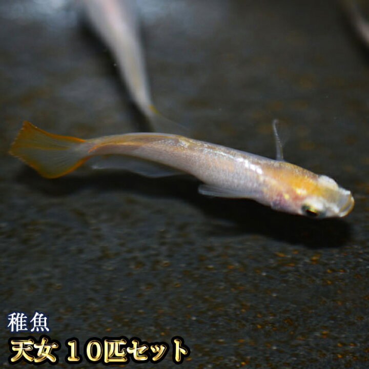 祭りめだか ショッピング店 メダカ Ss Sサイズ 稚魚 天女めだか 10匹セット