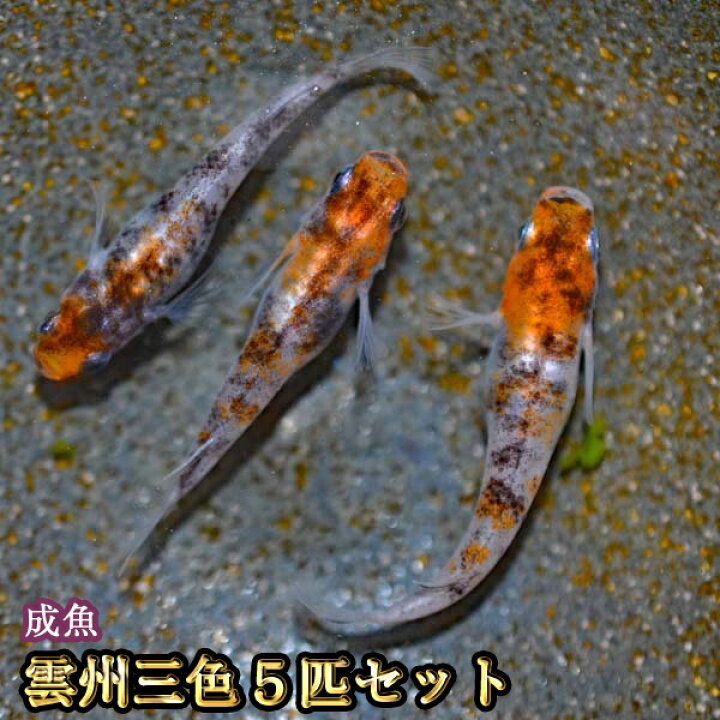 楽天市場】雲州三色めだか 5匹セット / 雲州三色メダカ : めだか物語 