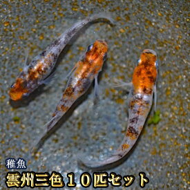 【限定大特価】雲州三色めだか 未選別 稚魚 SS～Sサイズ 10匹セット / 雲州三色メダカ