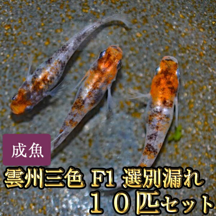 楽天市場】雲州三色めだかF1 選別漏れ 10匹セット / 雲州三色メダカ 
