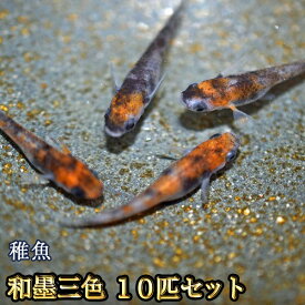 和墨三色めだか 未選別 稚魚 SS〜Sサイズ 10匹セット / 和墨三色メダカ