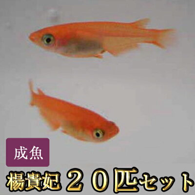 楽天市場 送料無料 楊貴妃めだか 匹セット 楊貴妃メダカ 沖縄は別途送料必要 めだか物語楽天市場店