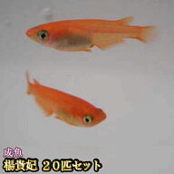 【送料無料】楊貴妃めだか 20匹セット / 楊貴妃メダカ　（※沖縄は別途送料必要）