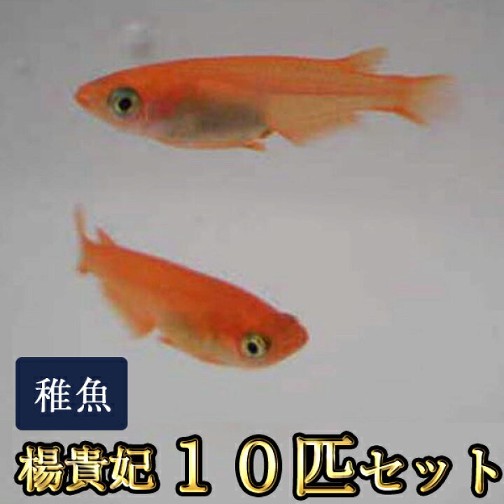 楽天市場 限定大特価 楊貴妃めだか 稚魚 Ss Sサイズ 10匹セット 楊貴妃メダカ めだか物語楽天市場店
