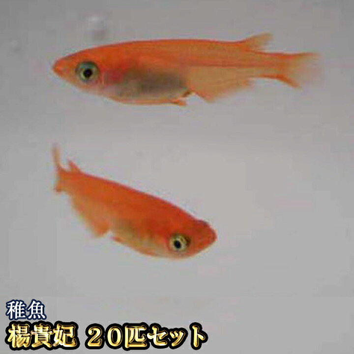 楽天市場 送料無料 楊貴妃めだか 稚魚 Ss Sサイズ 匹セット 楊貴妃メダカ 沖縄は別途送料必要 めだか物語楽天市場店