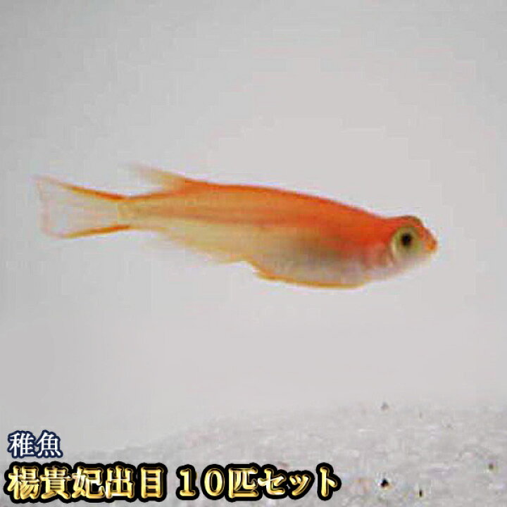 楽天市場 楊貴妃出目めだか 未選別 稚魚 Ss Sサイズ 10匹セット 楊貴妃出目メダカ めだか物語楽天市場店
