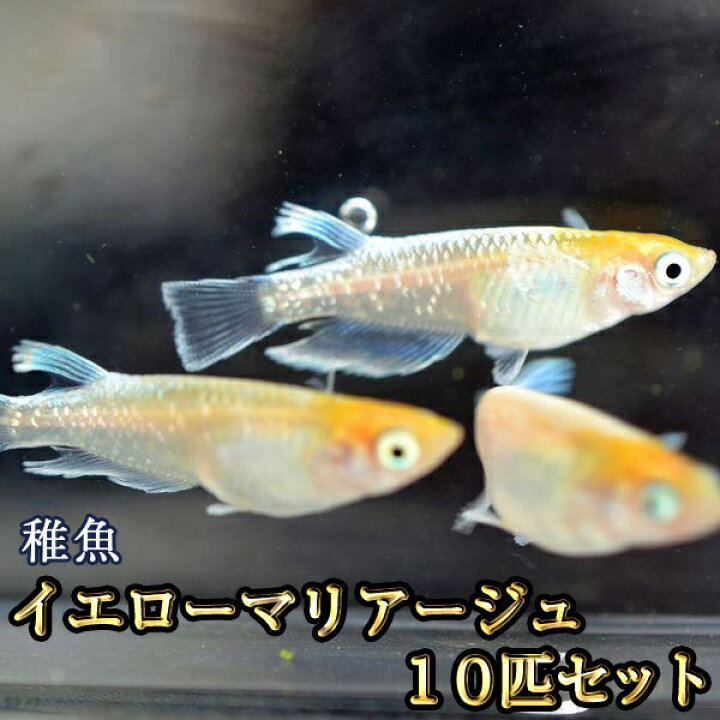 楽天市場】イエローマリアージュめだか 未選別 稚魚 SS〜Sサイズ 10匹 