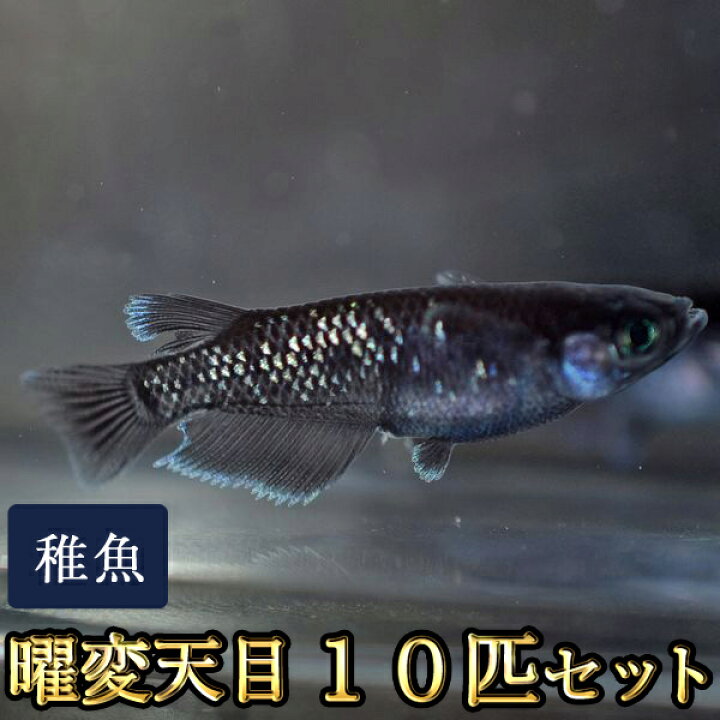 楽天市場】曜変天目めだか 未選別 稚魚 SS～Sサイズ 10匹セット / 曜変 