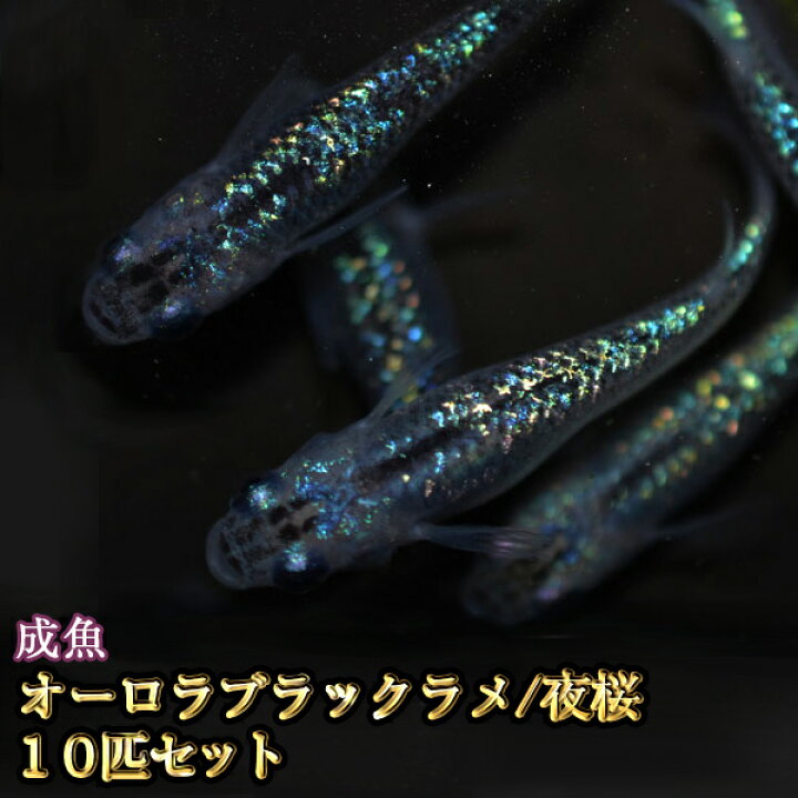 楽天市場 限定大特価 オーロラブラックラメめだか 虹色ラメ 10匹セット オーロラブラックラメメダカ 夜桜 めだか物語楽天市場店