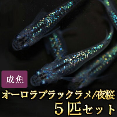 楽天市場 オーロラブラックラメめだか 虹色ラメ 5匹セット オーロラブラックラメメダカ 夜桜 めだか物語楽天市場店