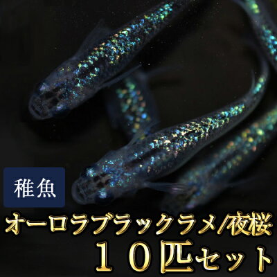 楽天市場 限定大特価 オーロラブラックラメめだか 虹色ラメ 未選別 稚魚 Ss Sサイズ 10匹セット オーロラブラックラメメダカ 夜桜 めだか物語楽天市場店
