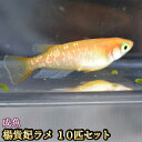 楽天市場 観賞魚 種 観賞魚 メダカ 人気ランキング1位 売れ筋商品