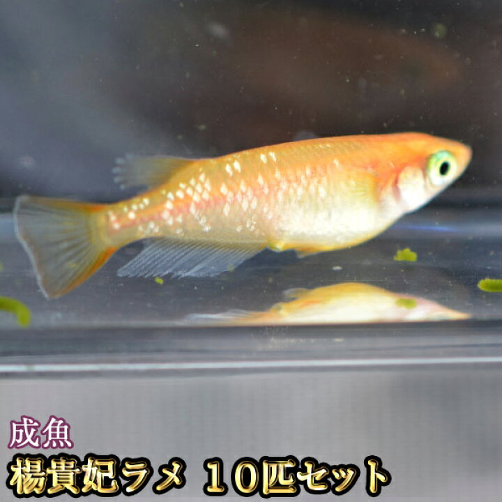 楽天市場 楊貴妃ラメめだか 10匹セット 楊貴妃ラメメダカ めだか物語楽天市場店