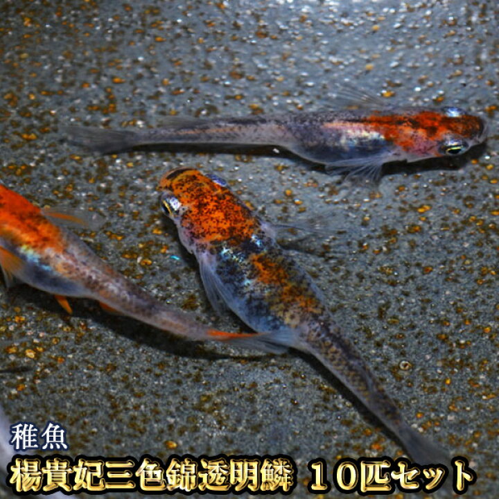 楽天市場 在庫整理セール 楊貴妃三色錦透明鱗めだか 未選別 稚魚 Ss Sサイズ 10匹セット 楊貴妃三色錦透明鱗メダカ めだか物語楽天市場店
