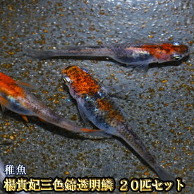 楽天市場 錦 メダカの通販