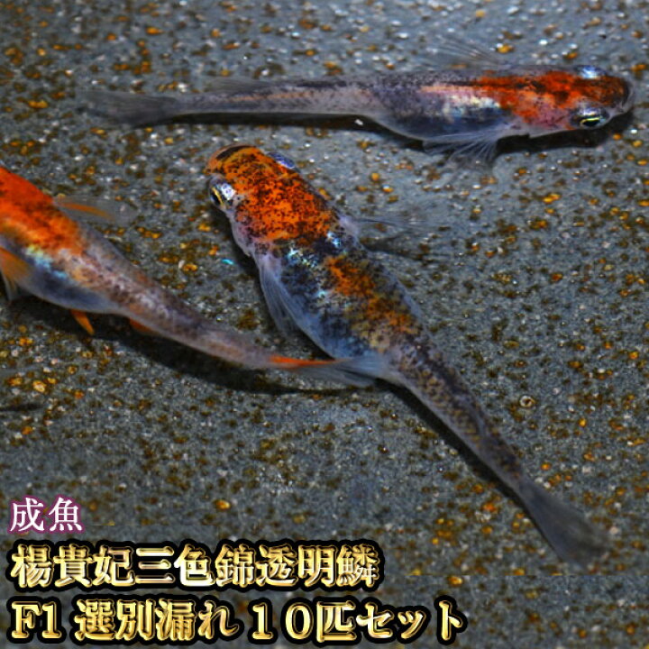 楽天市場】楊貴妃三色錦透明鱗めだかF1 選別漏れ 10匹セット / 楊貴妃 