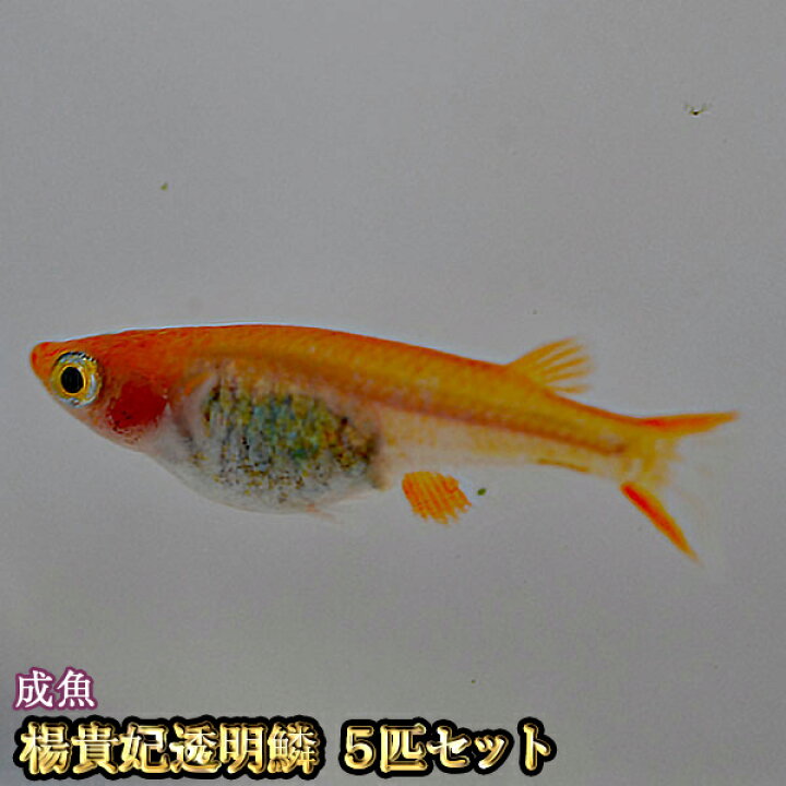 楽天市場 楊貴妃透明鱗めだか 5匹セット 楊貴妃透明鱗メダカ めだか物語楽天市場店 楽天市場 楊貴妃透明鱗めだか 5匹セット 楊貴妃透明鱗メダカ めだか物語楽天市場店