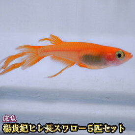 楽天市場 楊貴妃 メダカの通販