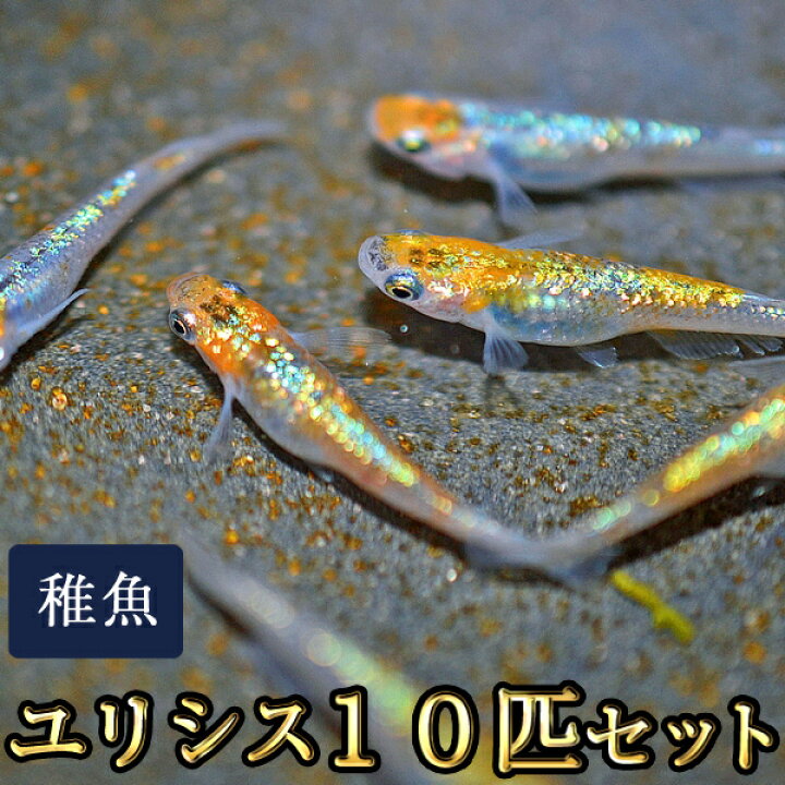 楽天市場】ユリシスめだか 未選別 稚魚 SS〜Sサイズ 10匹セット 