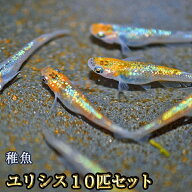 ユリシスめだか 未選別 稚魚 SS〜Sサイズ 10匹セット / ユリシスメダカ