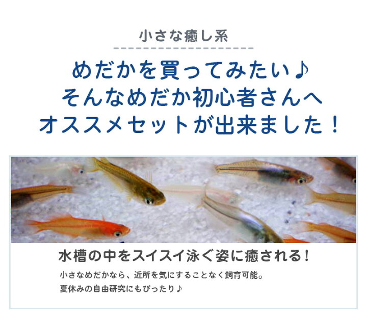 楽天市場 めだか色々お楽しみ匹セット メダカ めだか物語楽天市場店