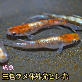 楽天市場】オロチめだか 未選別 稚魚 SS〜Sサイズ 10匹セット 