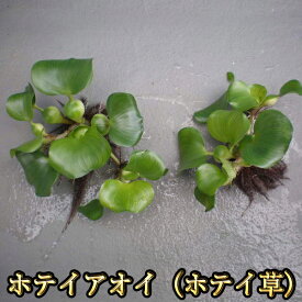 ホテイアオイ / ホテイ草 / めだかの産卵床に