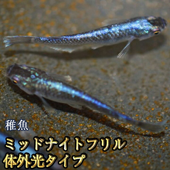 楽天市場】ミッドナイトフリルめだか 体外光タイプ 未選別 稚魚 SS〜S 