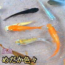 楽天市場】メダカ 販売の通販