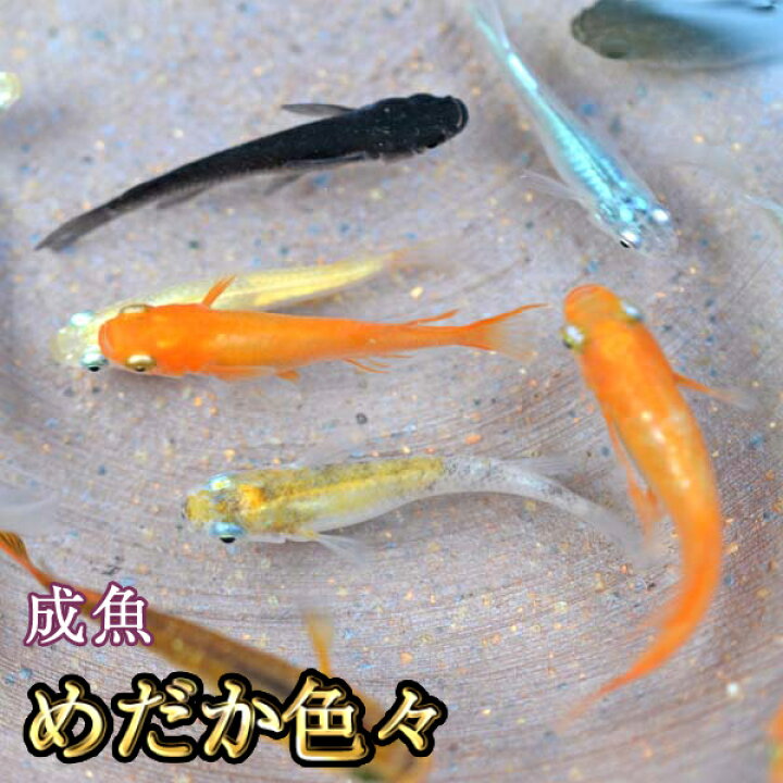 楽天市場】【送料無料】めだか色々お楽しみセット / メダカ （※沖縄は 