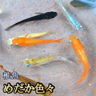 【送料無料】めだか色々お楽しみセット 稚魚 SS〜Sサイズ / メダカ　（※沖縄は別途送料必要）