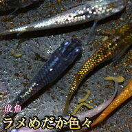 【送料無料】ラメめだか色々お楽しみセット / ラメメダカ　（※沖縄は別途送料必要）