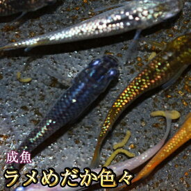 【送料無料】ラメめだか色々お楽しみセット / ラメメダカ　（※沖縄は別途送料必要）