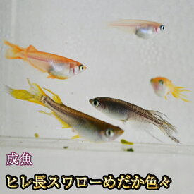 【送料無料】ヒレ長スワローめだか色々お楽しみセット / ヒレ長スワローメダカ　（※沖縄は別途送料必要）