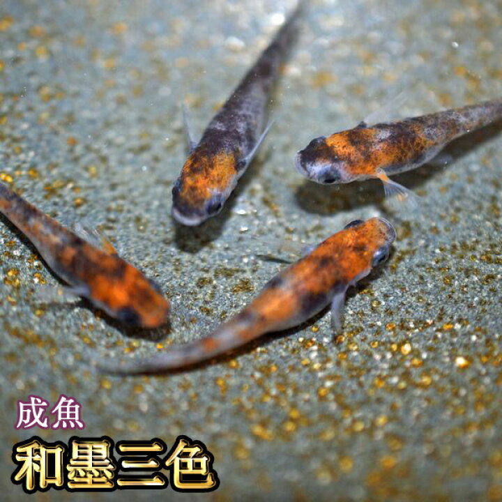 楽天市場】和墨三色めだか / 和墨三色メダカ : めだか物語楽天市場店