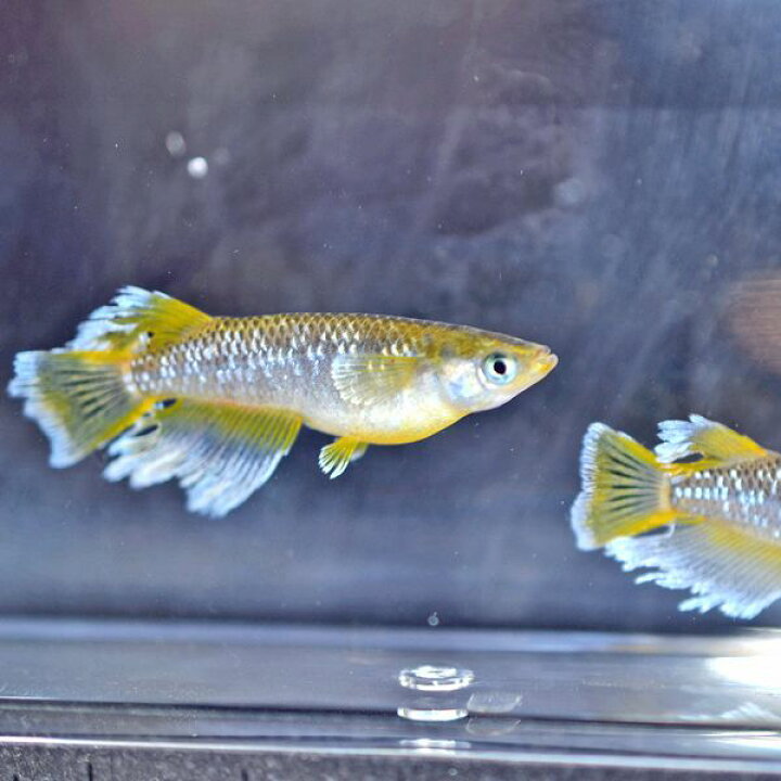 楽天市場】フロマージュめだか 10匹セット / フロマージュメダカ  