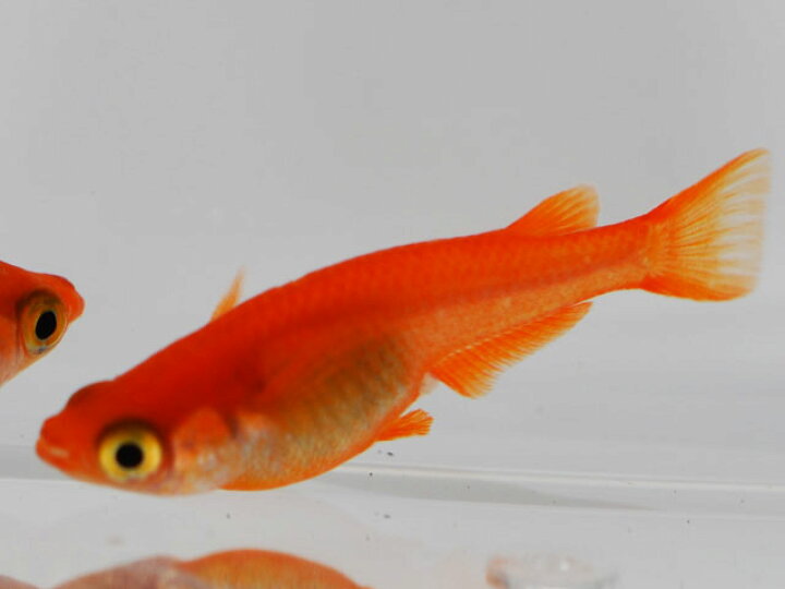 楽天市場 紅帝楊貴妃めだか 10匹セット 紅帝楊貴妃メダカ めだか物語楽天市場店