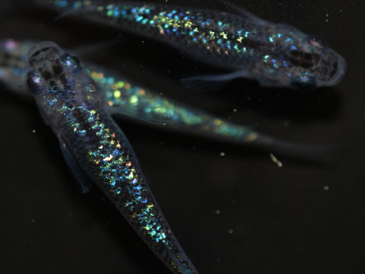 楽天市場 オーロラブラックラメめだか 虹色ラメ 未選別 稚魚 Ss Sサイズ 10匹セット メダカ 夜桜 めだか物語楽天市場店