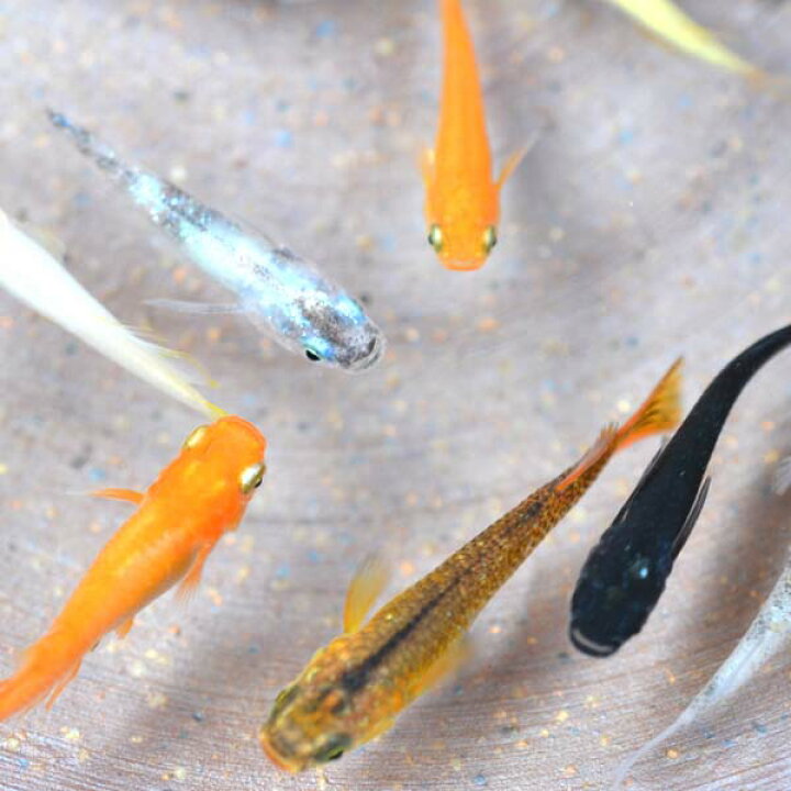 楽天市場 めだか色々お楽しみ 稚魚 Ss Sサイズ 匹セット メダカ めだか物語楽天市場店