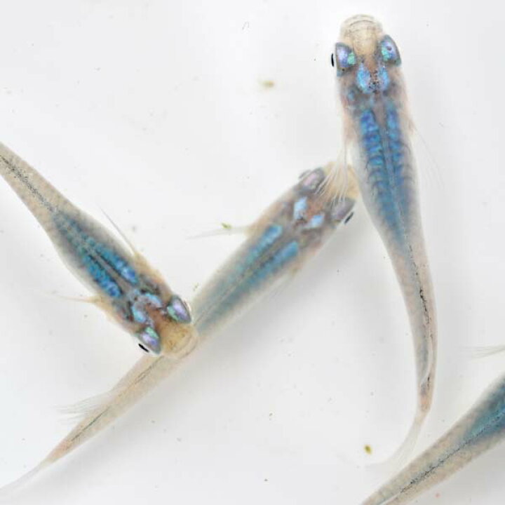 楽天市場 マリンブルーめだか 5匹セット マリンブルーメダカ 深海 めだか物語楽天市場店 楽天市場 マリンブルーめだか 5匹セット マリンブルーメダカ 深海 めだか物語楽天市場店